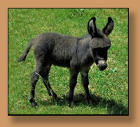 Dee's Pecos Pete, dark miniature donkey Jack