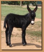 miniature donkey for sale