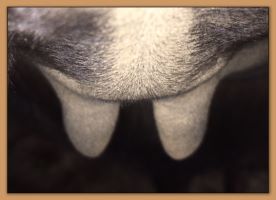 Photos of donkeys close to foaling a miniature donkey baby.