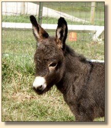 Half Ass Acres American Beauty