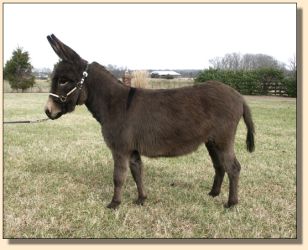 Thomas Farms Charity